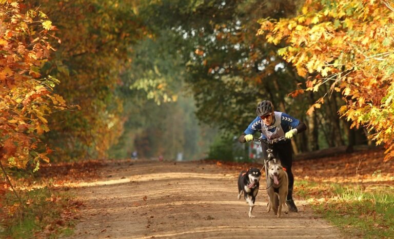 pixabay-how-to-find-a-lost-dog-a-step-by-step-plan-using-local-reso