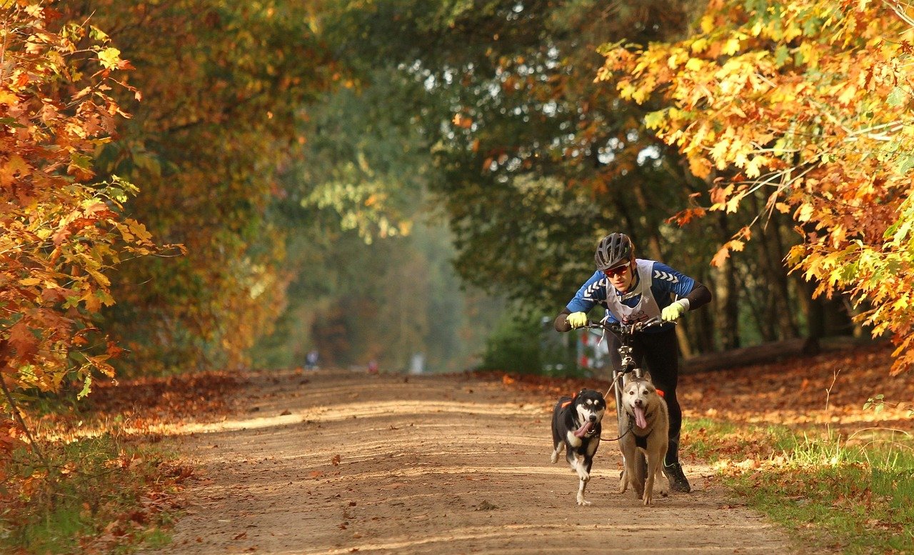 pixabay-how-to-find-a-lost-dog-a-step-by-step-plan-using-local-reso