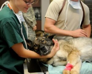 How to Find Affordable Veterinary Care in Your Area pixabay-how-to-find-affordable-veterinary-care-in-your-area