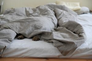 pixabay-how-to-get-your-cat-comfortable-with-a-carrier-a-gradual-tr
