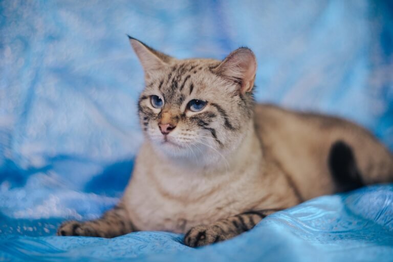 pixabay-how-to-introduce-two-cats-at-home-one-calm-step-at-a-time