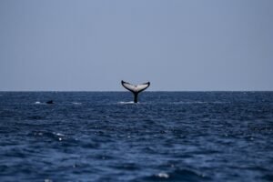 Humpback Whales’ Return Is a Conservation Success—But Not Every Population Is Safe pixabay-humpback-whales-return-is-a-conservation-success-but-no