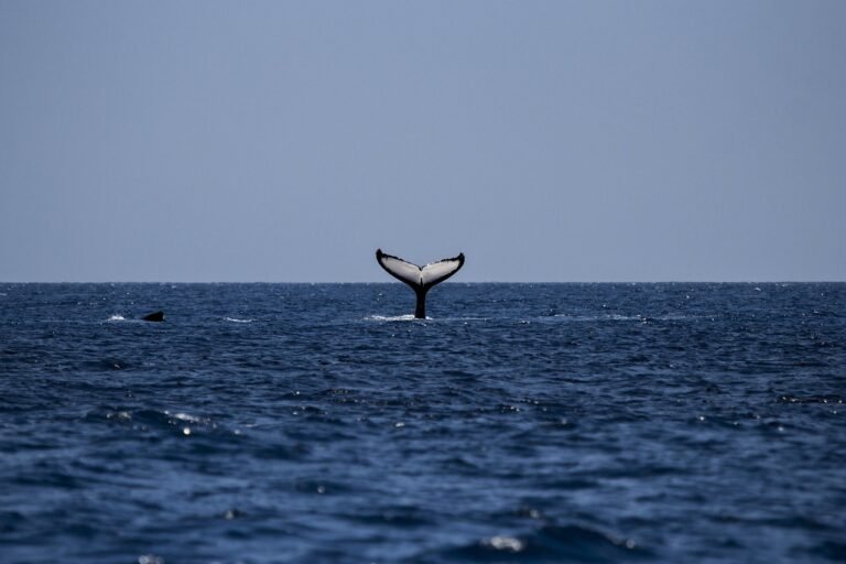 pixabay-humpback-whales-return-is-a-conservation-success-but-no