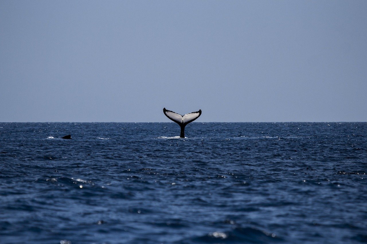 pixabay-humpback-whales-return-is-a-conservation-success-but-no