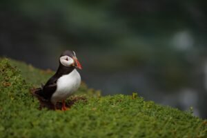 Islands of Recovery: How targeted island conservation is boosting Atlantic puffins in Britain and Ireland pixabay-islands-of-recovery-how-targeted-island-conservation-is-boo