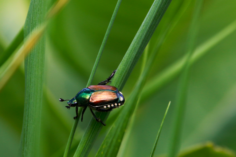pixabay-japanese-beetle-traps-can-invite-more-trouble-into-the-garde
