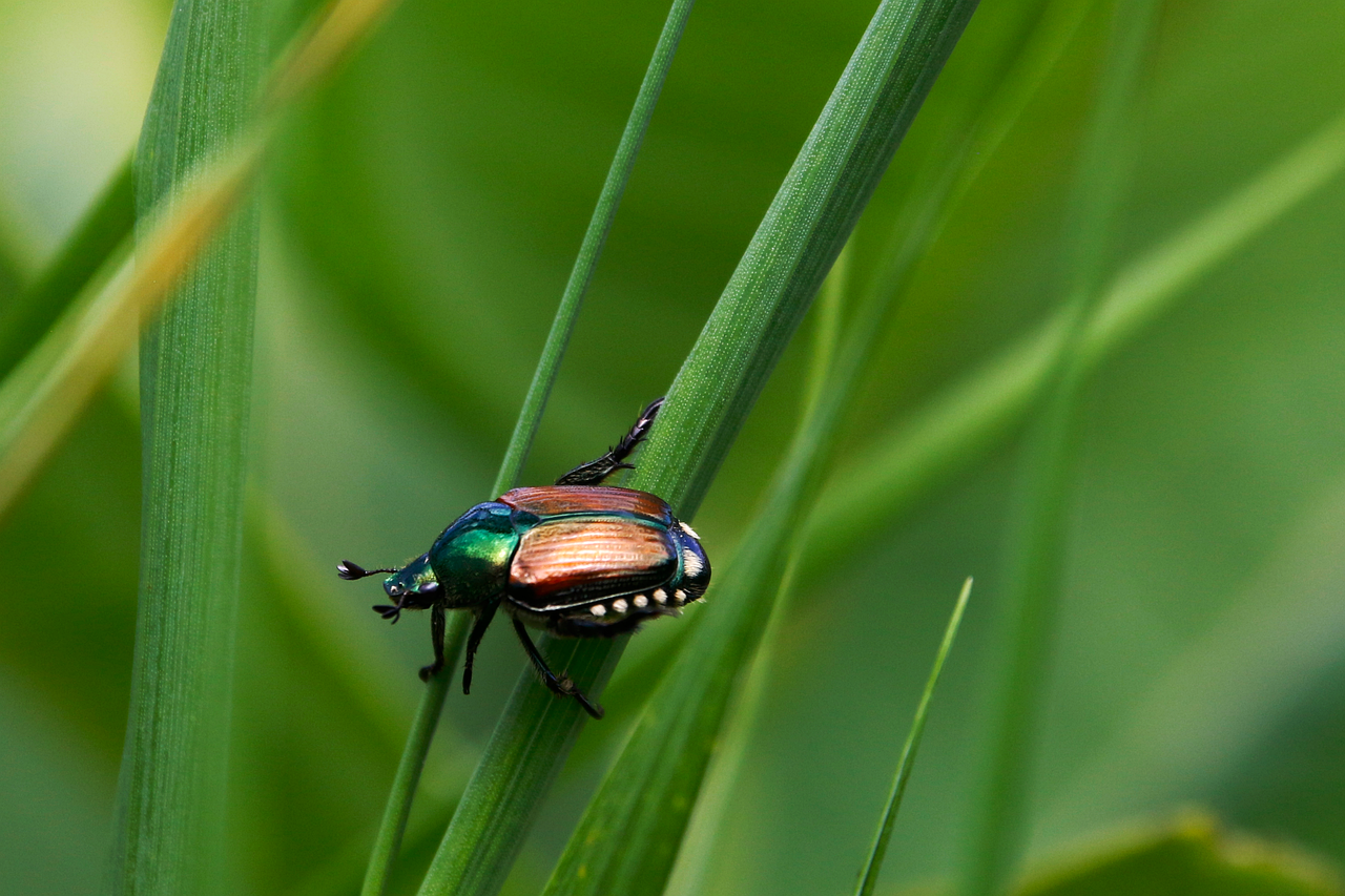 pixabay-japanese-beetle-traps-can-invite-more-trouble-into-the-garde