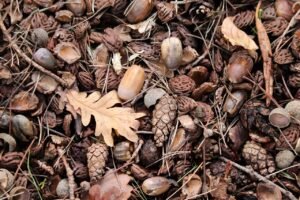Leaf Mold: Turn Fallen Leaves Into a Gentle Soil Improver pixabay-leaf-mold-turn-fallen-leaves-into-a-gentle-soil-improver
