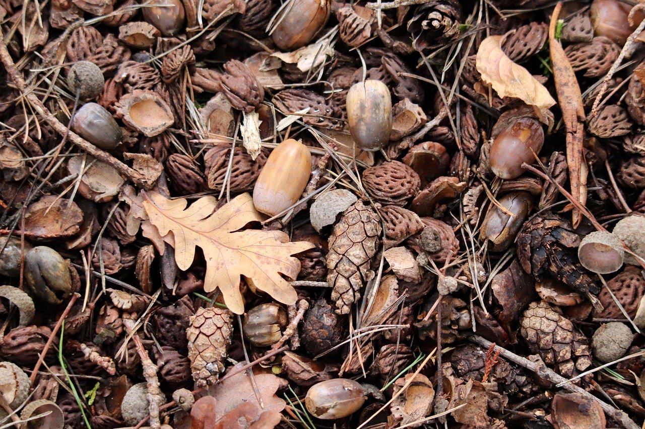 pixabay-leaf-mold-turn-fallen-leaves-into-a-gentle-soil-improver