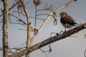 Mauritius Kestrel: How a Bird on the Brink Returned to the Wild pixabay-mauritius-kestrel-how-a-bird-on-the-brink-returned-to-the-w