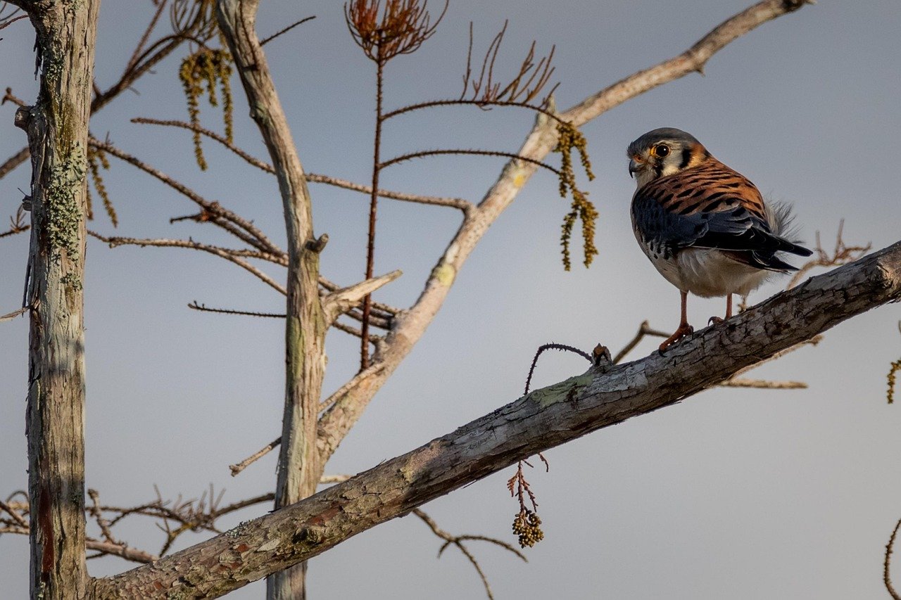 pixabay-mauritius-kestrel-how-a-bird-on-the-brink-returned-to-the-w