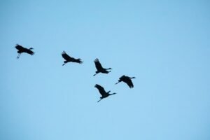 pixabay-new-texas-sanctuary-and-growing-counts-give-whooping-crane-r