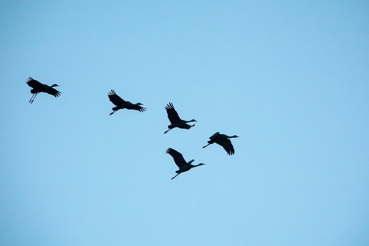 pixabay-new-texas-sanctuary-and-growing-counts-give-whooping-crane-r