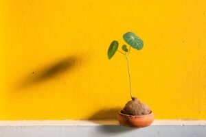 pixabay-olla-irrigation-how-a-buried-clay-pot-delivers-water-near-p