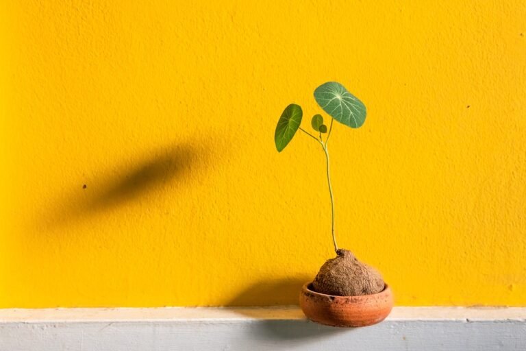 pixabay-olla-irrigation-how-a-buried-clay-pot-delivers-water-near-p