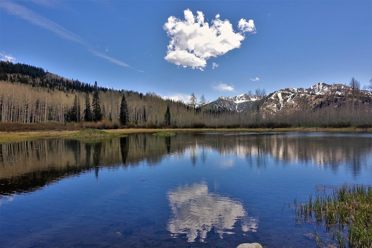 pixabay-pandos-aspen-clone-how-fencing-gives-a-utah-forest-room