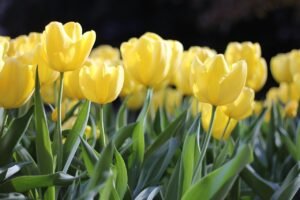 pixabay-plant-spring-bulbs-for-more-than-one-season-of-color