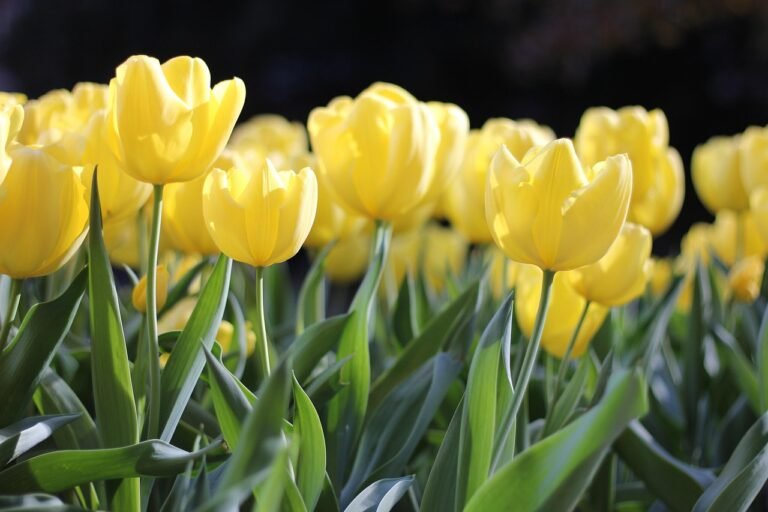 pixabay-plant-spring-bulbs-for-more-than-one-season-of-color