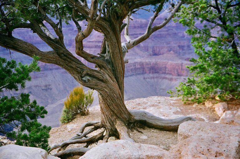 pixabay-planting-for-the-buzz-how-arizona-yards-and-parks-are-helpi