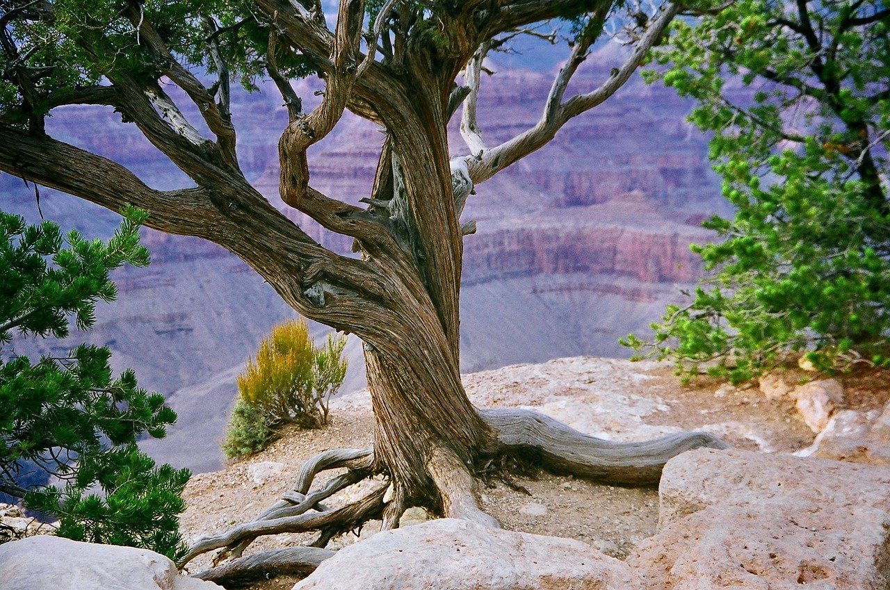 pixabay-planting-for-the-buzz-how-arizona-yards-and-parks-are-helpi