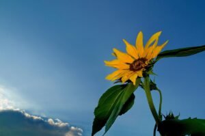 Plants Make Ultrasonic Sounds Under Stress. What the Recordings Do—and Don’t—Tell Us pixabay-plants-make-ultrasonic-sounds-under-stress-what-the-recordi