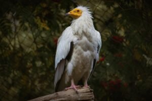 Reinforced and Roosting: Bulgaria’s Egyptian Vultures Show Signs of Recovery pixabay-reinforced-and-roosting-bulgarias-egyptian-vultures-show
