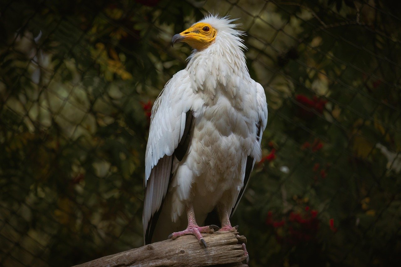 pixabay-reinforced-and-roosting-bulgarias-egyptian-vultures-show