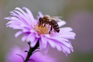 Scale Insects on Garden Plants: Why Timing Matters More Than Spraying pixabay-scale-insects-on-garden-plants-why-timing-matters-more-than