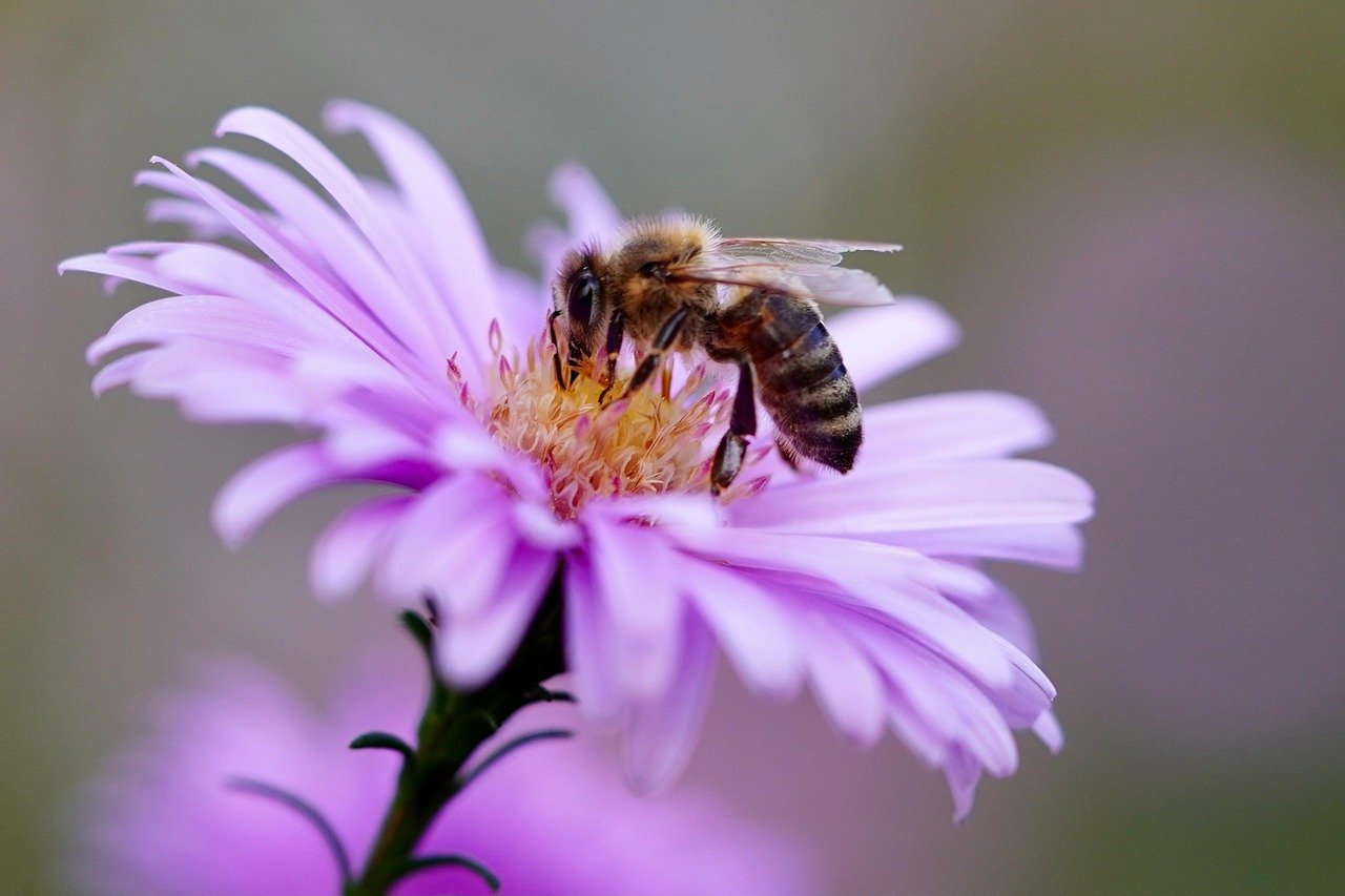 pixabay-scale-insects-on-garden-plants-why-timing-matters-more-than