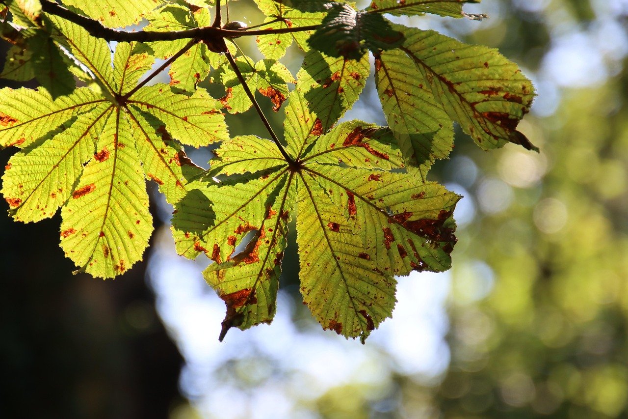 pixabay-the-american-chestnut-still-sprouts-can-it-return-to-the-fo