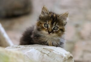 The Cat Slow Blink: What a Small Eye Movement Can Tell Us About Feline Communication pixabay-the-cat-slow-blink-what-a-small-eye-movement-can-tell-us-ab