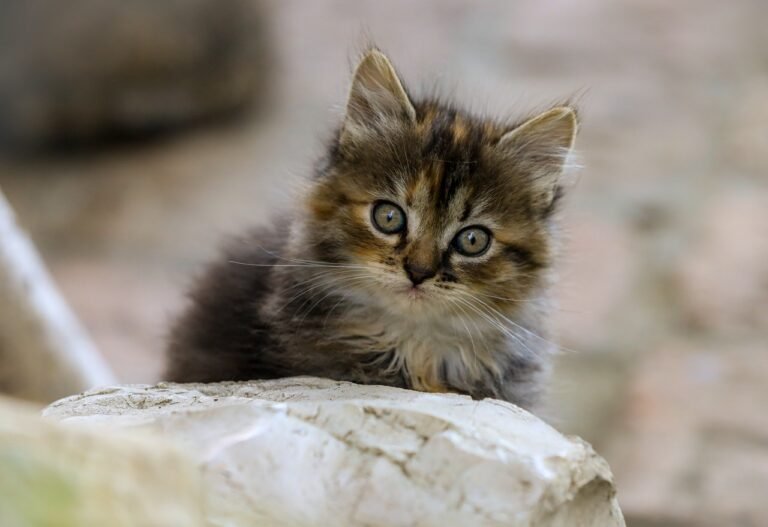 pixabay-the-cat-slow-blink-what-a-small-eye-movement-can-tell-us-ab