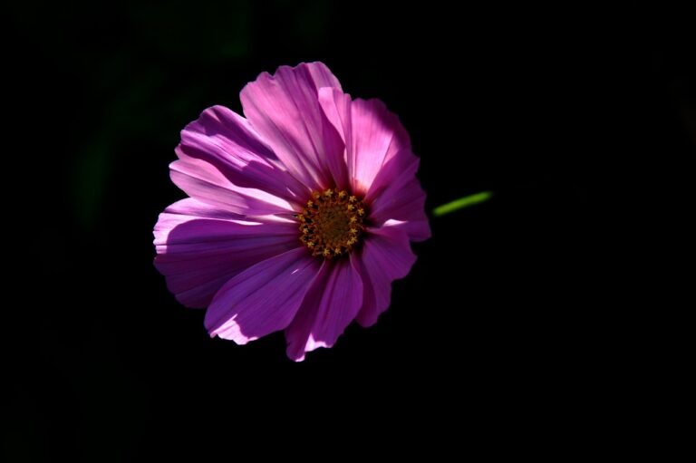 pixabay-the-first-surviving-photograph-took-shape-in-sunlight-on-a-p