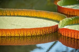 The Giant Water Lily Hiding in Plain Sight: How Gardens Helped Reveal a New Species pixabay-the-giant-water-lily-hiding-in-plain-sight-how-gardens-help