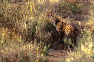 The Iberian Lynx Has Climbed Back From the Brink—but Its Recovery Is Still a Work in Progress pixabay-the-iberian-lynx-has-climbed-back-from-the-brink-but-its-r