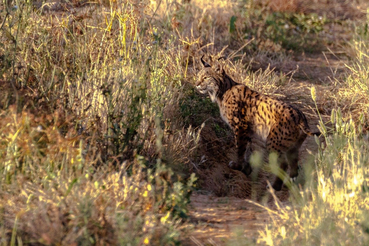 pixabay-the-iberian-lynx-has-climbed-back-from-the-brink-but-its-r