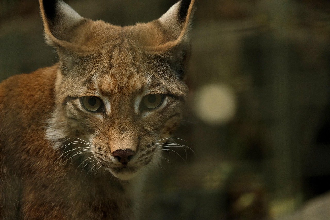 pixabay-the-iberian-lynxs-comeback-from-94-animals-to-a-growing