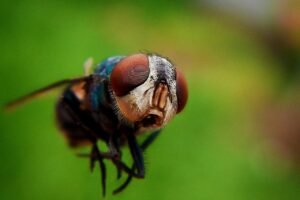 The Mosquito Nursery in Your Yard May Be Smaller Than You Think pixabay-the-mosquito-nursery-in-your-yard-may-be-smaller-than-you-th