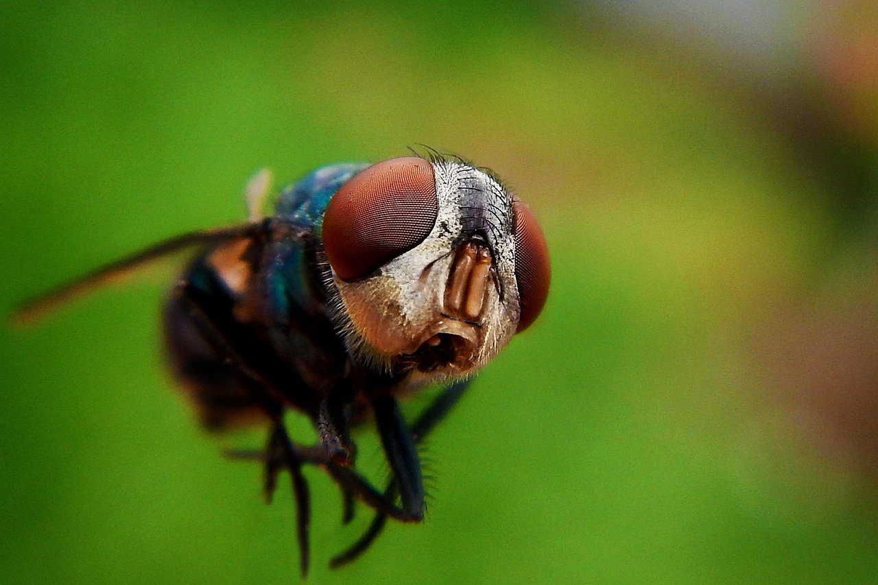 pixabay-the-mosquito-nursery-in-your-yard-may-be-smaller-than-you-th