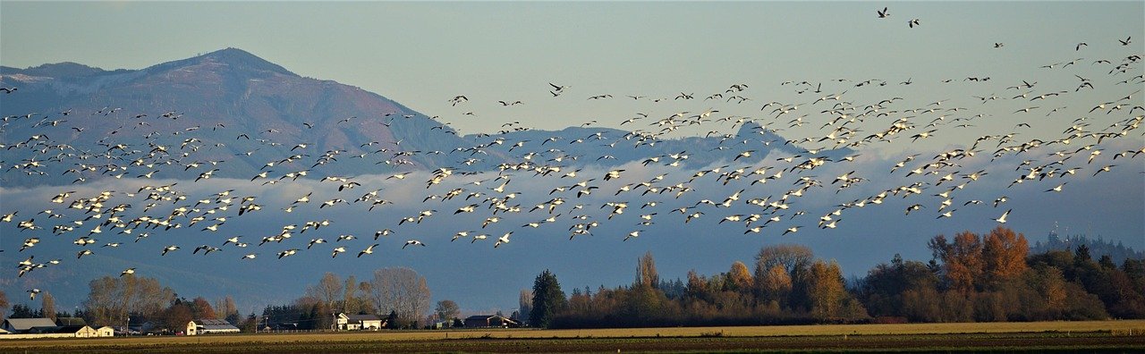 pixabay-the-northwest-ordinance-turned-a-frontier-into-a-blueprint-f