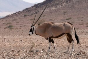 pixabay-the-saiga-antelopes-comeback-is-reshaping-conservation-on