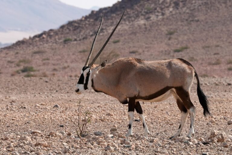 pixabay-the-saiga-antelopes-comeback-is-reshaping-conservation-on