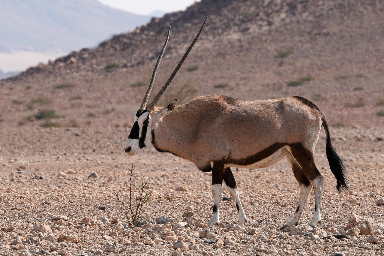 pixabay-the-saiga-antelopes-comeback-is-reshaping-conservation-on
