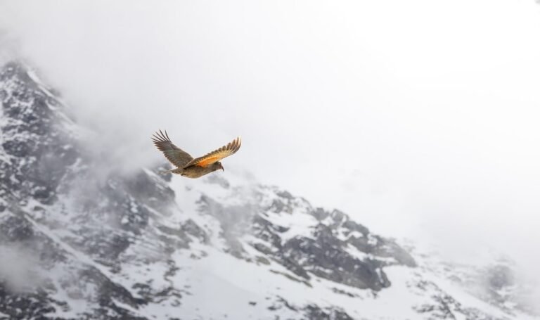 pixabay-the-takahes-return-how-new-zealand-is-rebuilding-a-bird