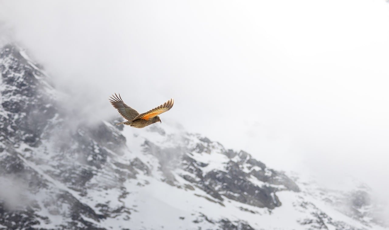 pixabay-the-takahes-return-how-new-zealand-is-rebuilding-a-bird