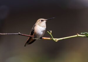 Tiny Bird, Big Turnaround: How captive breeding and protected prairies are keeping the Florida grasshopper sparrow alive pixabay-tiny-bird-big-turnaround-how-captive-breeding-and-protecte
