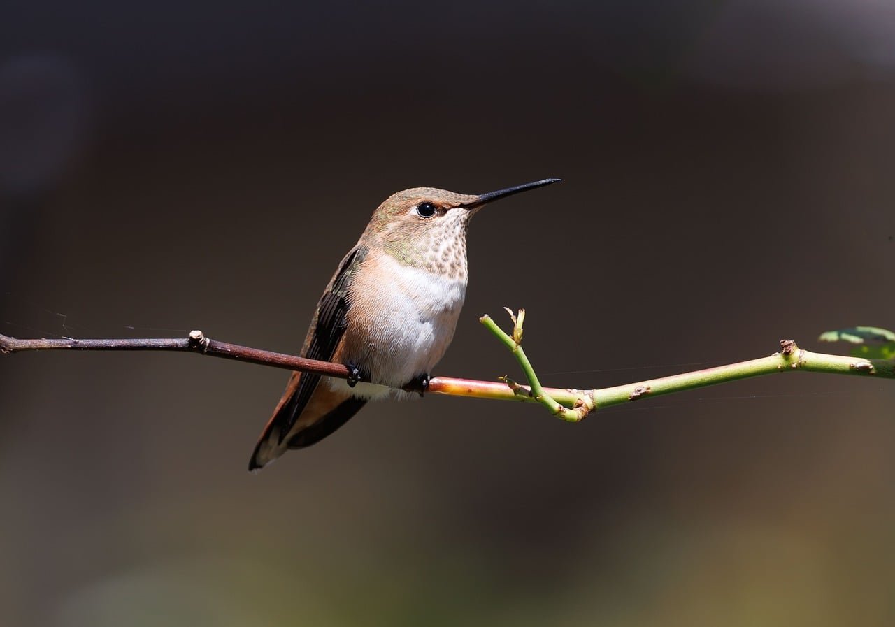 pixabay-tiny-bird-big-turnaround-how-captive-breeding-and-protecte