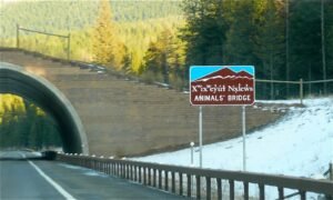 The Wildlife Overpass: How Arizona Is Making I-17 Safer for Animals and Drivers post-16806-featured-pd.jpg