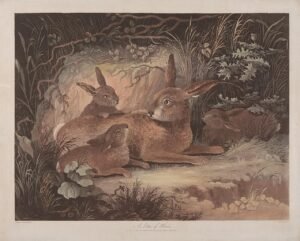 How to Set Up a Cat Litter Box Your Cat Will Use Richard Gilson Reeve - Set of four, (3) A Litter of Hares - B1985.36.1269 - Yale Center for British Art.jpg